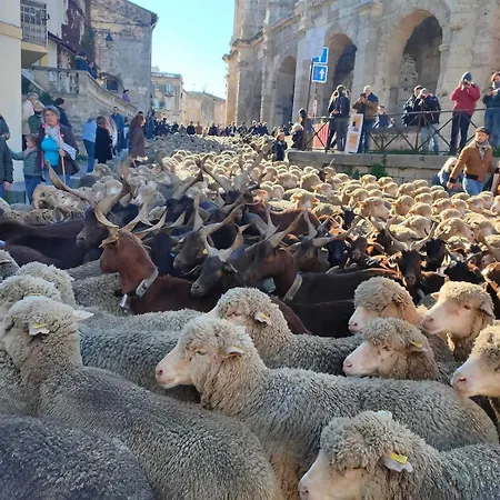 Tournesol Au Pied Des Arenes